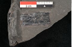 Foto (Detailansicht) von Adiantites sp. (NHMW-GEO-2024-0188-10481)
